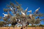 Theo người dân địa phương, những con dê leo lên cây Argan để ăn quả của loài cây này. (Nguồn: Caters News Agency)