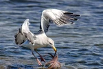 Khi thấy con bạch tuộc, chú mòng biển lao xuống nhanh như cắt. (Nguồn: Solent News)