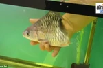 Con cá bơi lội tung tăng trong bể. (Nguồn: Matichon TV)