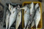 Cá bè chuẩn bị đưa đi tiêu thụ. (Ảnh: Nguyên Lý/TTXVN)
