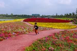 Trong dịp Tết năm nay, du khách Thủ đô sẽ có dịp được khám phá một trong những lễ hội hoa xuân lớn nhất miền Bắc. (Ảnh: Minh Sơn/Vietnam+)