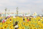Cánh đồng hoa hướng dương ở quận Thủ Đức là điểm đến mới cho du khách năm 2019. (Ảnh: Gia Thuận/TTXVN )