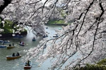 Khách du lịch ngắm hoa anh đào nở rộ tại Tokyo. (Nguồn: THX/TTXVN)