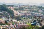 Hoa anh đào nở rộ tại Công viên chủ đề Everland (Nguồn: Everland)