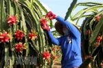 Thúc đẩy hợp tác thương mại và công nghiệp giữa Việt Nam-Ai Cập 