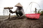 Người cào ngao ở Đồng Châu (huyện Tiền Hải, Thái Bình) thường chọn thời điểm khi thủy triều xuống để bắt đầu công việc, thường từ sáng sớm hoặc xẩm chiều. Lúc này nắng không gay gắt và mát mẻ. (Ảnh: Minh Sơn/Vietnam+) 