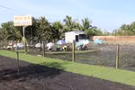 Trồng cỏ nhung ở xã Tân Khánh Đông, thành phố Sa Đéc. (Ảnh: Nguyễn Văn Trí/TTXVN)