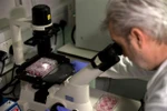 Nhà khoa học Anh Paul McKay nghiên cứu DNA của chuỗi virus corona chủng mới tại phòng thí nghiệm của Đại học Y khoa Hoàng gia London ngày 10/2/2020. (Ảnh: AFP/TTXVN)