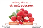 Niên vụ 2022: Vải thiều Hải Dương, Bắc Giang được mùa.