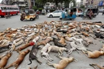 Xác của các chú chó nằm la liệt trên đường. (Nguồn: Reuters)