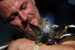 Sweepee Rambo là con chó lai giữa Chinese Crested và Chihuahua. (Nguồn: ​Getty)