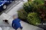 Cậu bé nhấc con mèo lên rồi ném xuống. (Nguồn: Daily Mail)