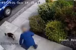 Cậu bé nhấc con mèo lên rồi ném xuống. (Nguồn: Daily Mail)