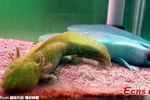 Kỳ giông Axolotl là một trong số cực ít những động vật có thể trải qua phần lớn cuộc đời ở trạng thái ấu trùng. (Nguồn: CCTV)