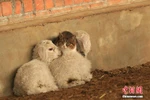 Con mèo nằm cạnh hai chú cừu con để tránh rét. (Nguồn: CCTV)
