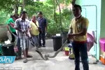 Con trăn dữ được lôi ra khỏi nhà vệ sinh. (Nguồn: Daily Mail)