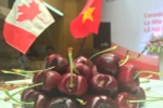 Tuần lễ quả anh đào Canada lần đầu được tổ chức tại Việt Nam. (Ảnh: Hồng Kiều/Vietnam+)