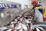 Vận chuyển cá tra nguyên liệu vào nhà máy để chế biến xuất khẩu. (Ảnh: Vũ Sinh/TTXVN)