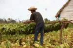 Một nông dân Cuba phơi thuốc lá làm xì gà tại Vinales, tỉnh Pinar del Rio, Cuba. (Nguồn: alamy.com)