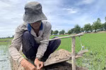 Ông Trần Văn Hùng, thị trấn Thường Thới Tiền gài bẫy đất (dân địa phương gọi là “rập nhẹp”) đặt trên các bờ ruộng lúa. (Ảnh: Chương Đài/TTXVN)