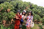 Du khách tham quan, chụp ảnh tại vườn vải thiều xã Nam Dương, Lục Ngạn, Bắc Giang. (Ảnh: TTXVN)