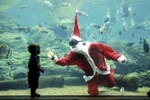 Thợ lặn trong trang phục Ông già Noel vui đùa với đàn cá đủ màu sắc tại Thủy cung ở Durban, Nam Phi ngày 22/12. (Nguồn: AFP/TTXVN)