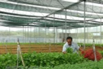 Sản xuất rau sạch trong nhà kính tại khu nông nghiệp công nghệ cao ở thị xã Ninh Hòa, Khánh Hòa. (Ảnh: Nguyên Lý/TTXVN)