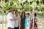 Du khách tham quan trang trại nho ở xã Phước Thuận, huyện Ninh Phước. (Ảnh: Nguyễn Thành/TTXVN)