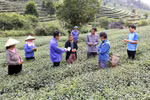 Nhiều diện tích chè ở Lai Châu sản xuất theo tiêu chuẩn Vietgap. (Ảnh: Việt Hoàng/TTXVN)