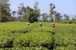 Những đồi chè nối nhau đến tận chân núi. (Ảnh: Hồng Điệp/TTXVN)