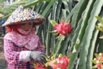Cảnh báo lạm dụng thuốc tăng trưởng trong trồng thanh long