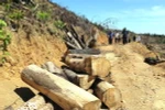 Nhiều khúc gỗ có đường kính lớn còn sót lại tại hiện trường. (Ảnh: Nguyên Linh/TTXVN)