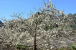 Những cành mận nở hoa khoe sắc với núi rừng Tây Bắc mỗi độ Xuân về. (Ảnh Công Luật/TTXVN)