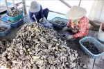 Thu hoạch hàu Thái Bình Dương. (Ảnh: Hoàng Nhị/TTXVN)