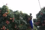 Thu hoạch vải thiều chín thôn Phúc Giới, xã Thanh Quang, Thanh Hà, Hải Dương. (Ảnh: Vũ Sinh/TTXVN)