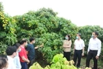 Các doanh nghiệp đi tham quan vườn vải xuất khẩu sang Nhật Bản. (Ảnh: Danh Lam/TTXVN)