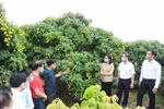 Các doanh nghiệp đi tham quan vườn vải xuất khẩu sang Nhật Bản. (Ảnh: Danh Lam/TTXVN)