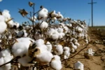 Mỹ, Brazil chấm dứt tranh cãi liên quan đến trợ giá ngành bông