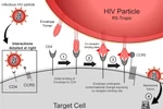 Một đột biến gene khá hiếm giúp cơ thể người chống lại sự lây nhiễm virus HIV. (Nguồn: sciencedirect.com)