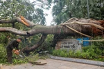 Hà Nội: Tiếp tục khẩn trương dọn dẹp cây xanh bị đổ sau siêu bão Yagi
