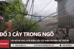 Long Biên: 3 cây đổ trong ngõ đè vào dây điện và làm gãy cột điện