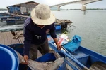 Vớt cá chết ở bè nuôi trên sông Chà Và. (Ảnh: Hoàng Nhị/TTXVN)