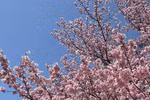 Tokyo tưng bừng đón mùa hoa anh đào