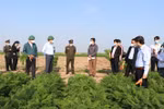 Lãnh đạo tỉnh Hải Dương kiểm tra tình hình sản xuất, tiêu thụ cà rốt tại xã Đức Chính, huyện Cẩm Giàng, sáng 21/2. (Ảnh: Mạnh Minh/TTXVN) 