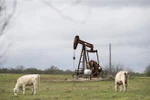Một trạm bơm dầu ở Luling, bang Texas, Mỹ. (Nguồn: THX/TTXVN) 