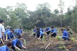 Đoàn Thanh niên TTXVN trồng 10.000 cây xanh hưởng ứng Tết trồng cây