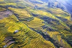 [Photo] Dải lụa vàng ở độ cao hơn 2.000m nơi đại ngàn Y Tý 