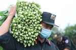 Người dân Đắk Lắk chi viện rau xanh cho vùng tâm dịch Thành phố Hồ Chí Minh. (Nguồn: TTXVN) 