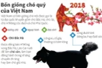 [Infographics] Bốn giống chó "tứ đại quốc khuyển" của Việt Nam