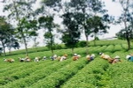 Thu hoạch chè trên nông trường. (Nguồn: baolamdong.vn)